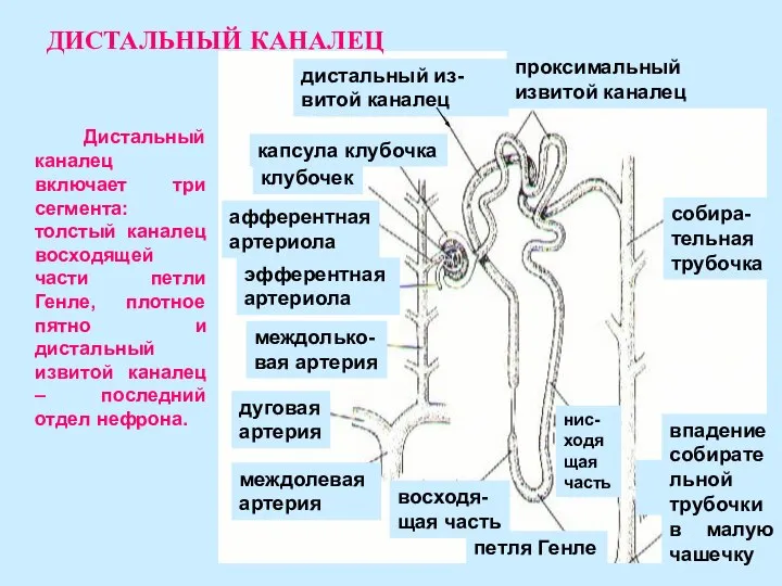 Дистальный каналец включает три сегмента: толстый каналец восходящей части петли Генле,