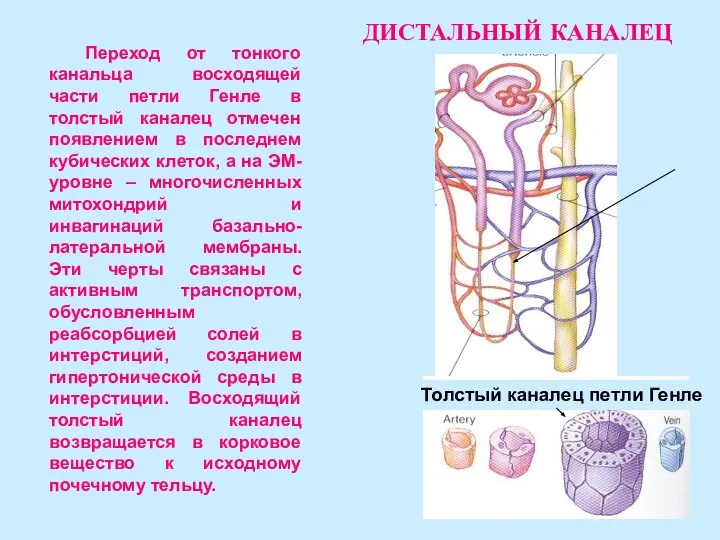 Переход от тонкого канальца восходящей части петли Генле в толстый каналец