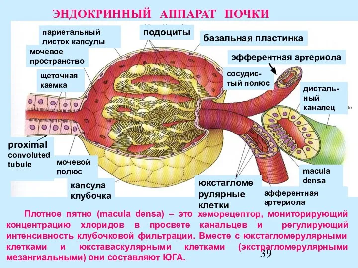 Плотное пятно (macula densa) – это хеморецептор, мониторирующий концентрацию хлоридов в