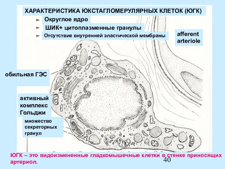 afferent arteriole ХАРАКТЕРИСТИКА ЮКСТАГЛОМЕРУЛЯРНЫХ КЛЕТОК (ЮГК) Округлое ядро ШИК+ цитоплазменные гранулы