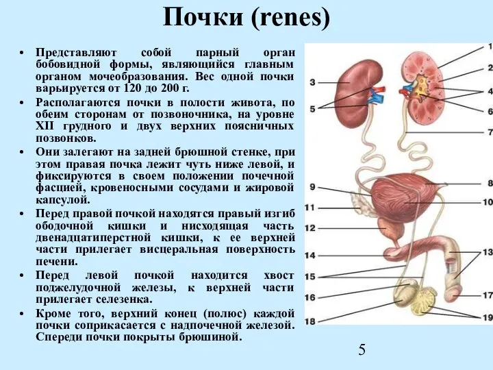 Почки (renes) Представляют собой парный орган бобовидной формы, являющийся главным органом