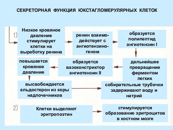 СЕКРЕТОРНАЯ ФУНКЦИЯ ЮКСТАГЛОМЕРУЛЯРНЫХ КЛЕТОК Низкое кровяное давление стимулирует клетки на выработку