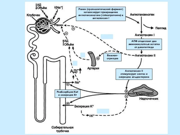 Ренин (протеолитический фермент) катализирует превращение ангиотензиногена (глйкопротеина) в ангиотензин I АПФ