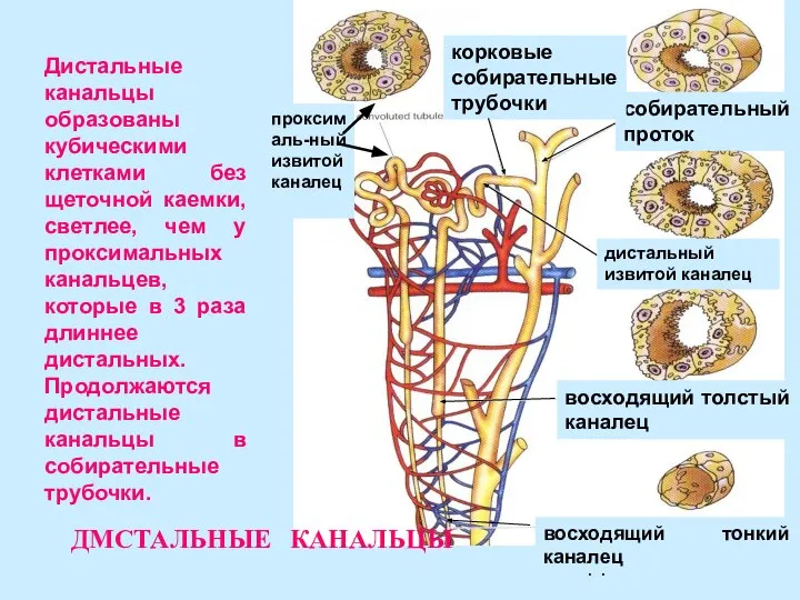 Дистальные канальцы образованы кубическими клетками без щеточной каемки, светлее, чем у