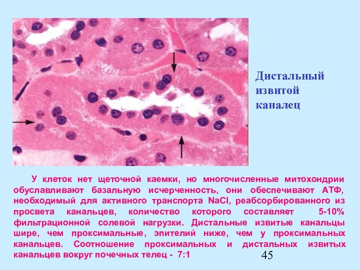 У клеток нет щеточной каемки, но многочисленные митохондрии обуславливают базальную исчерченность,