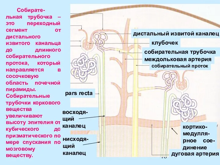 Собирате-льная трубочка – это переходный сегмент от дистального извитого канальца до