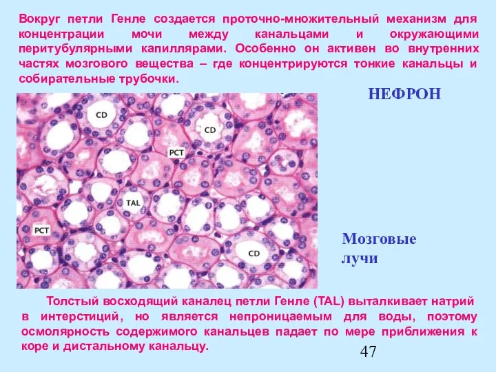 Толстый восходящий каналец петли Генле (TAL) выталкивает натрий в интерстиций, но