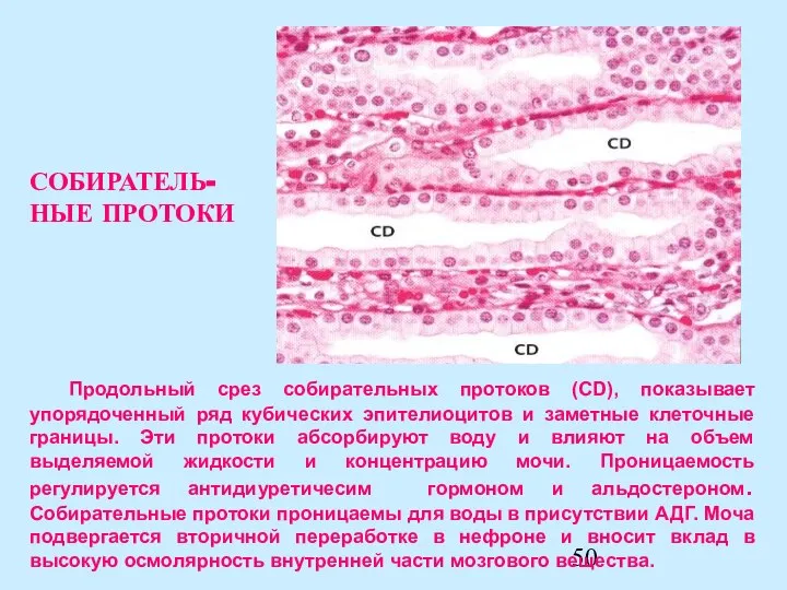 Продольный срез собирательных протоков (СD), показывает упорядоченный ряд кубических эпителиоцитов и