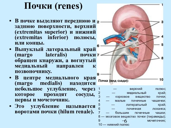 Почки (renes) В почке выделяют переднюю и заднюю поверхности, верхний (extremitas