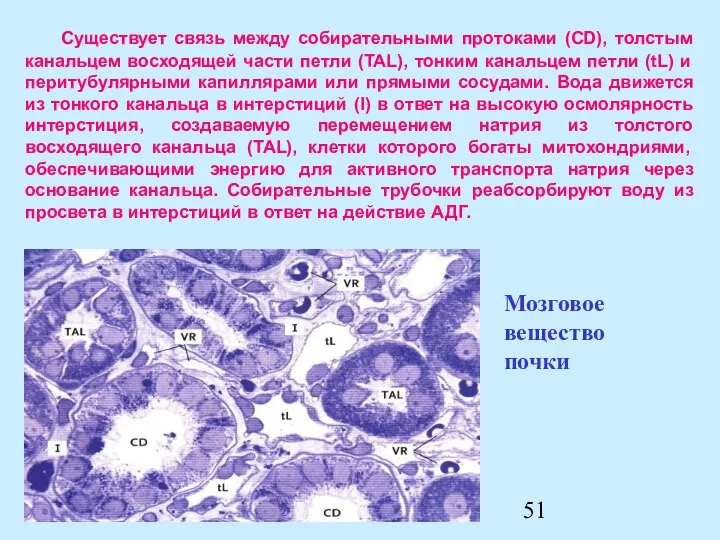 Существует связь между собирательными протоками (CD), толстым канальцем восходящей части петли