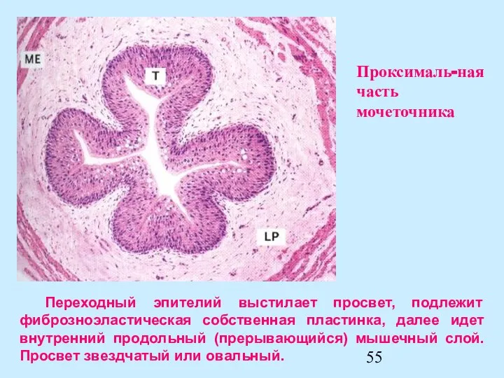 Переходный эпителий выстилает просвет, подлежит фиброзноэластическая собственная пластинка, далее идет внутренний