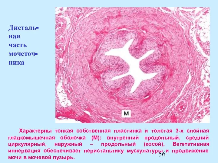 Характерны тонкая собственная пластинка и толстая 3-х слойная гладкомышечная оболочка (М):