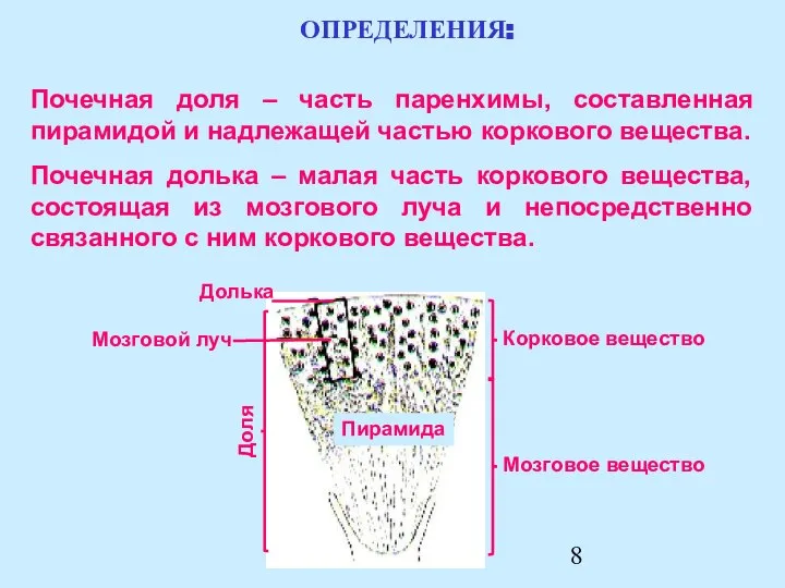 Почечная доля – часть паренхимы, составленная пирамидой и надлежащей частью коркового