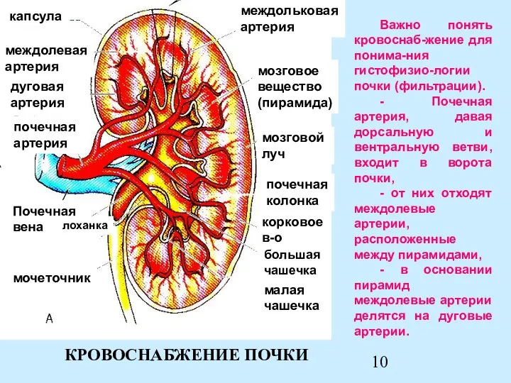 КРОВОСНАБЖЕНИЕ ПОЧКИ междольковая артерия мозговое вещество (пирамида) мозговой луч почечная колонка