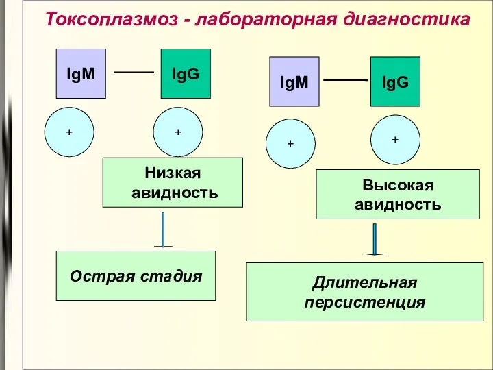 Токсоплазмоз - лабораторная диагностика + + IgM IgG Низкая авидность Острая