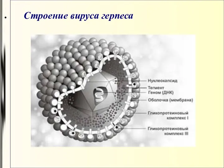 Строение вируса герпеса