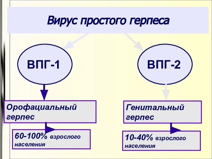 Вирус простого герпеса Орофациальный герпес Генитальный герпес 60-100% взрослого населения 10-40% взрослого населения