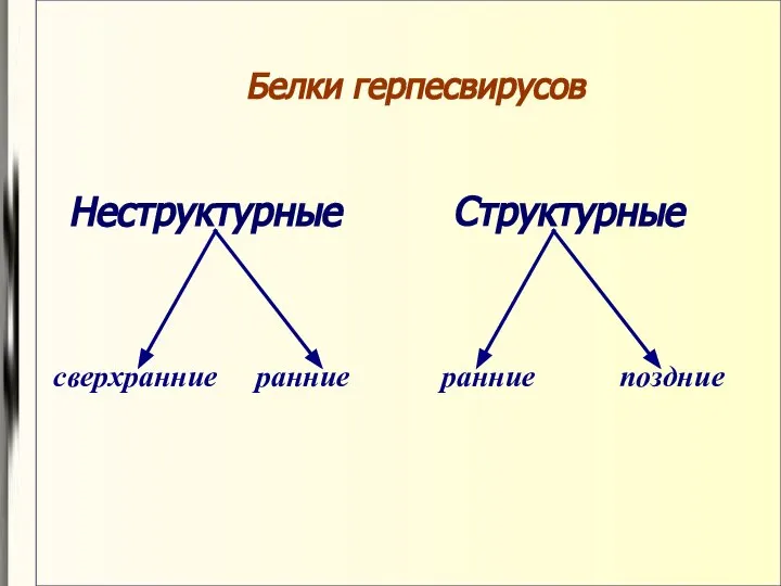 Белки герпесвирусов Неструктурные Структурные сверхранние ранние ранние поздние