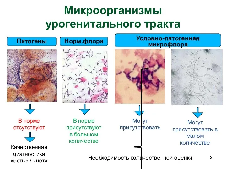 Микроорганизмы урогенитального тракта Патогены Норм.флора Условно-патогенная микрофлора В норме отсутствуют Качественная