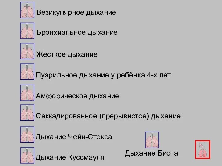 Везикулярное дыхание Бронхиальное дыхание Жесткое дыхание Амфорическое дыхание Саккадированное (прерывистое) дыхание