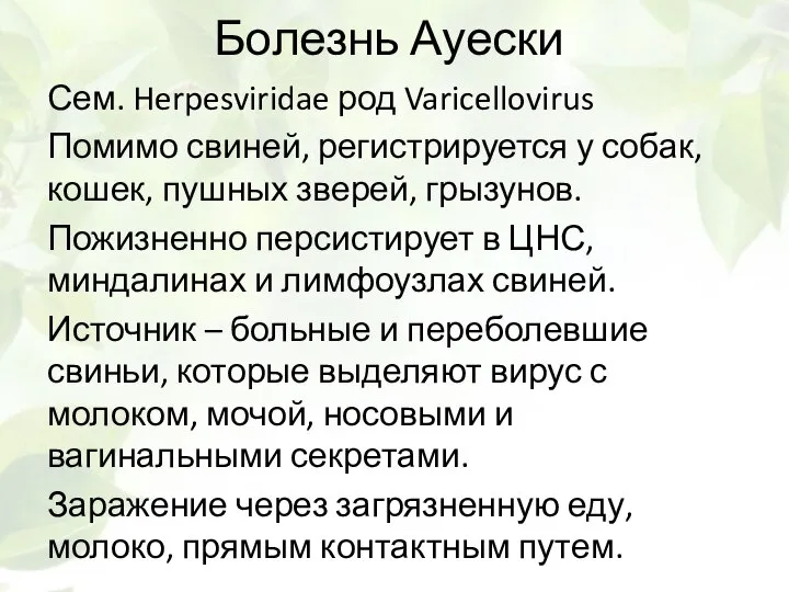 Болезнь Ауески Сем. Herpesviridae род Varicellovirus Помимо свиней, регистрируется у собак,