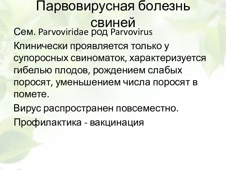 Парвовирусная болезнь свиней Сем. Parvoviridae род Parvovirus Клинически проявляется только у