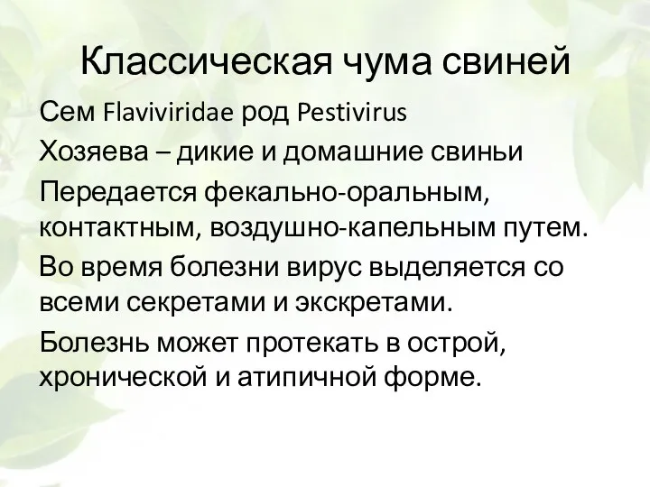 Классическая чума свиней Сем Flaviviridae род Pestivirus Хозяева – дикие и