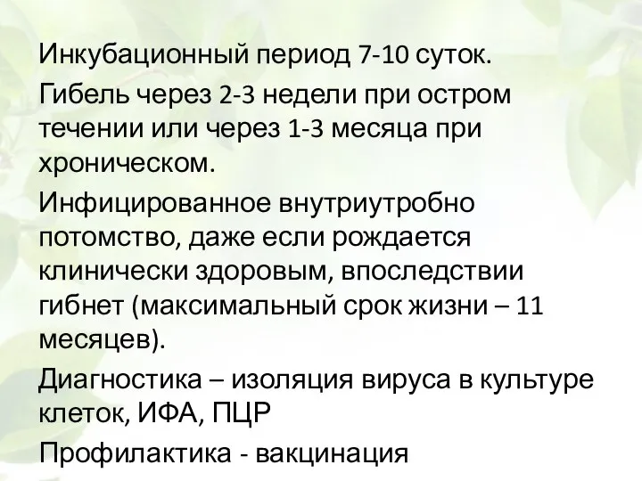 Инкубационный период 7-10 суток. Гибель через 2-3 недели при остром течении