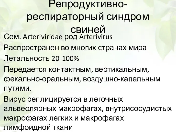 Репродуктивно-респираторный синдром свиней Сем. Arteriviridae род Arterivirus Распространен во многих странах