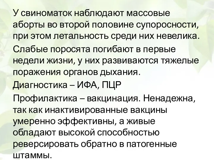 У свиноматок наблюдают массовые аборты во второй половине супоросности, при этом