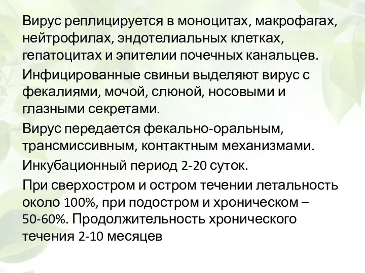 Вирус реплицируется в моноцитах, макрофагах, нейтрофилах, эндотелиальных клетках, гепатоцитах и эпителии