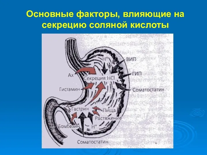 Основные факторы, влияющие на секрецию соляной кислоты