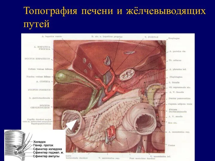 Топография печени и жёлчевыводящих путей