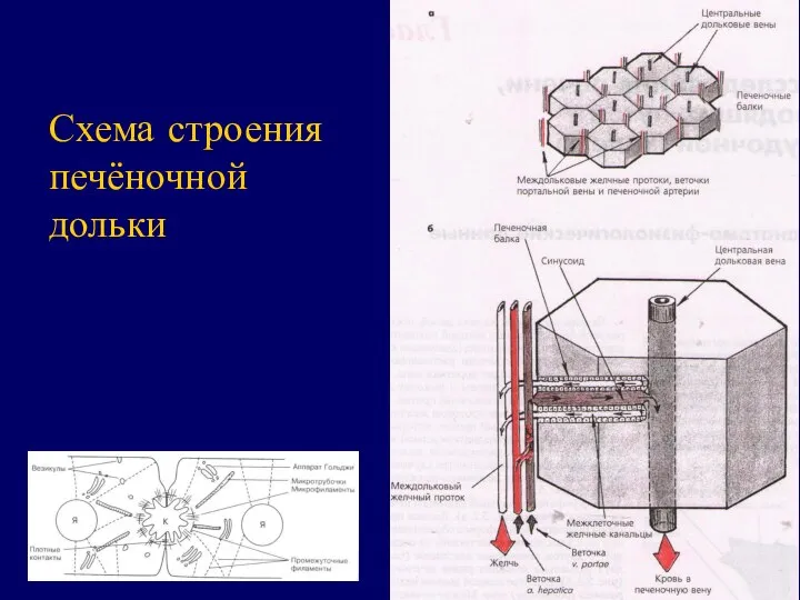 Схема строения печёночной дольки