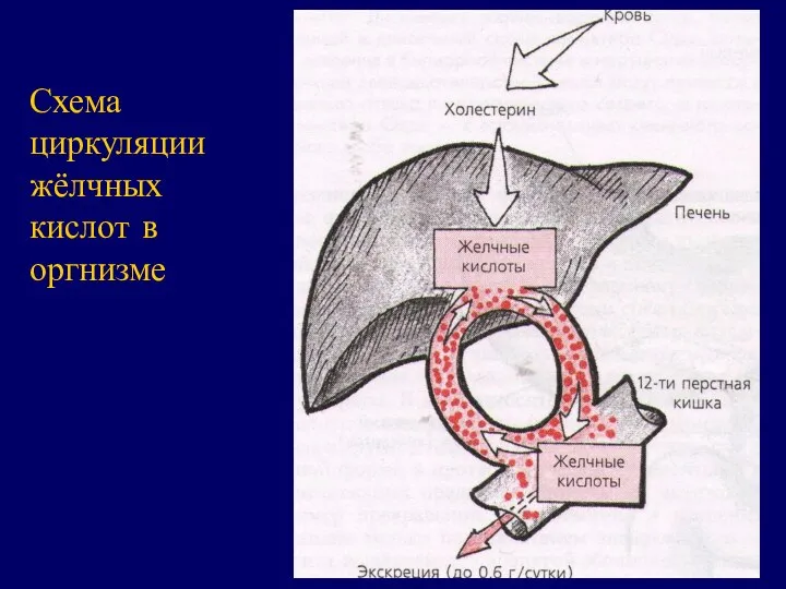 Схема циркуляции жёлчных кислот в оргнизме