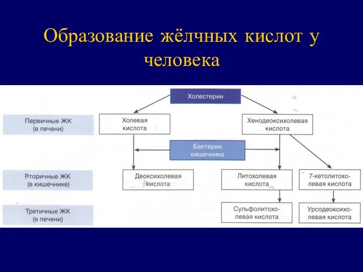 Образование жёлчных кислот у человека