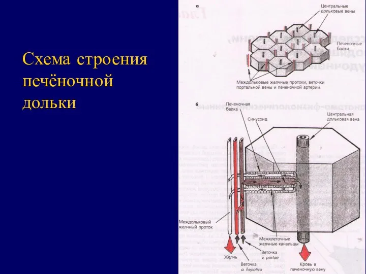 Схема строения печёночной дольки