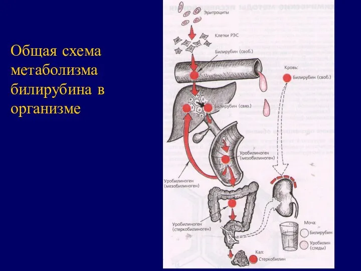 Общая схема метаболизма билирубина в организме