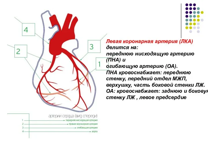 Левая коронарная артерия (ЛКА) делится на: переднюю нисходящую артерию (ПНА) и