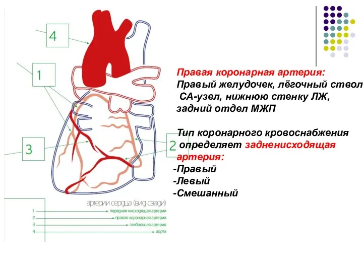 Правая коронарная артерия: Правый желудочек, лёгочный ствол, СА-узел, нижнюю стенку ЛЖ,