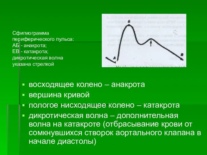 восходящее колено – анакрота вершина кривой пологое нисходящее колено – катакрота