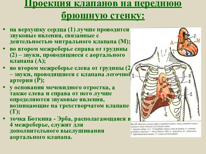 Проекция клапанов на переднюю брюшную стенку: на верхушку сердца (1) лучше