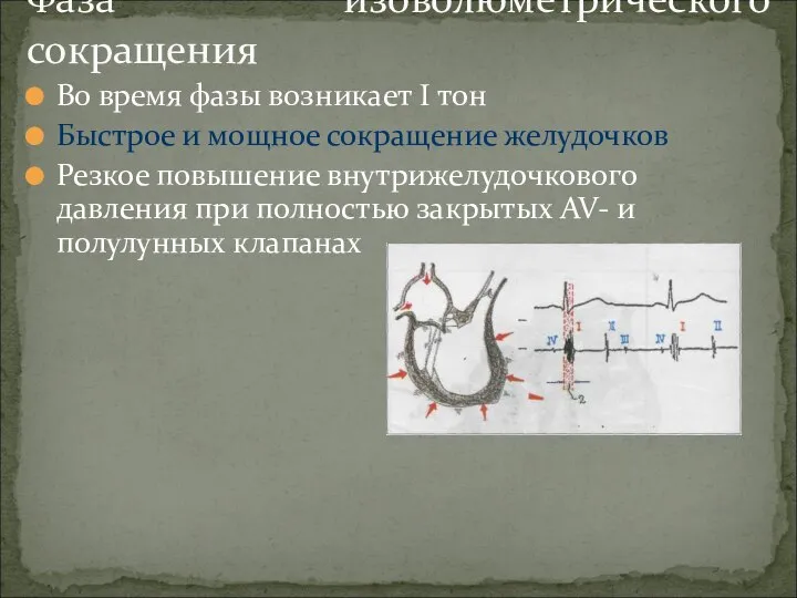 Во время фазы возникает I тон Быстрое и мощное сокращение желудочков