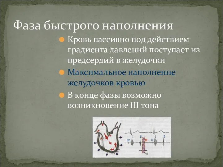 Кровь пассивно под действием градиента давлений поступает из предсердий в желудочки