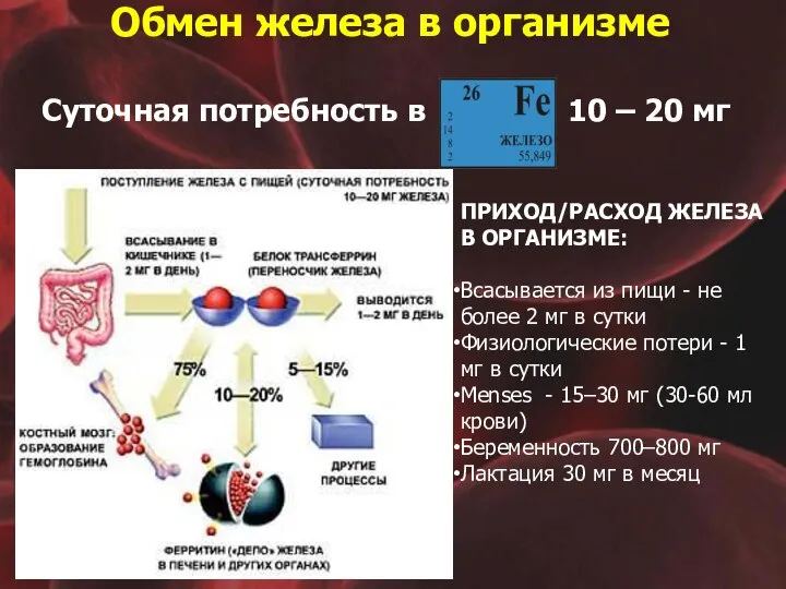 Обмен железа в организме Суточная потребность в 10 – 20 мг