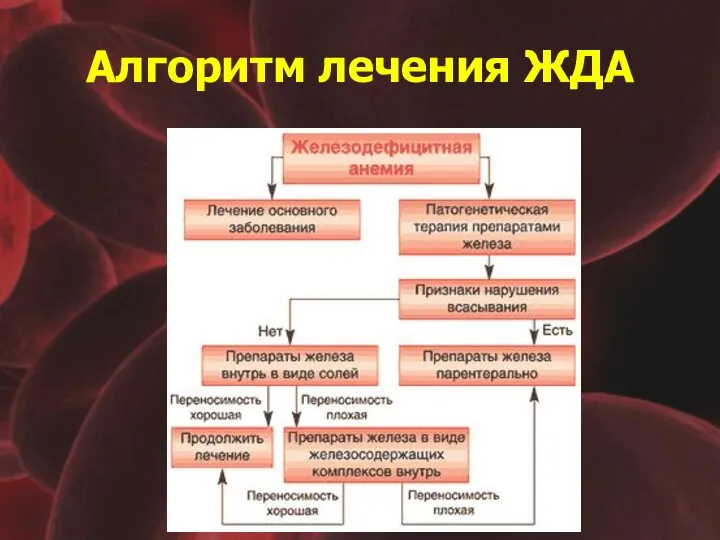 Алгоритм лечения ЖДА