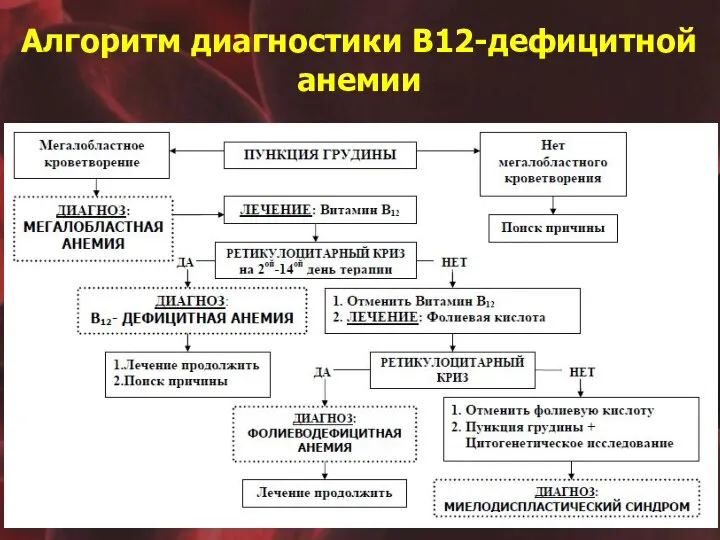 Алгоритм диагностики В12-дефицитной анемии