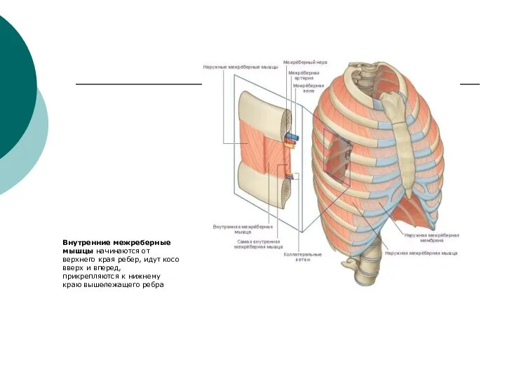 . Внутренние межреберные мышцы начинаются от верхнего края ребер, идут косо