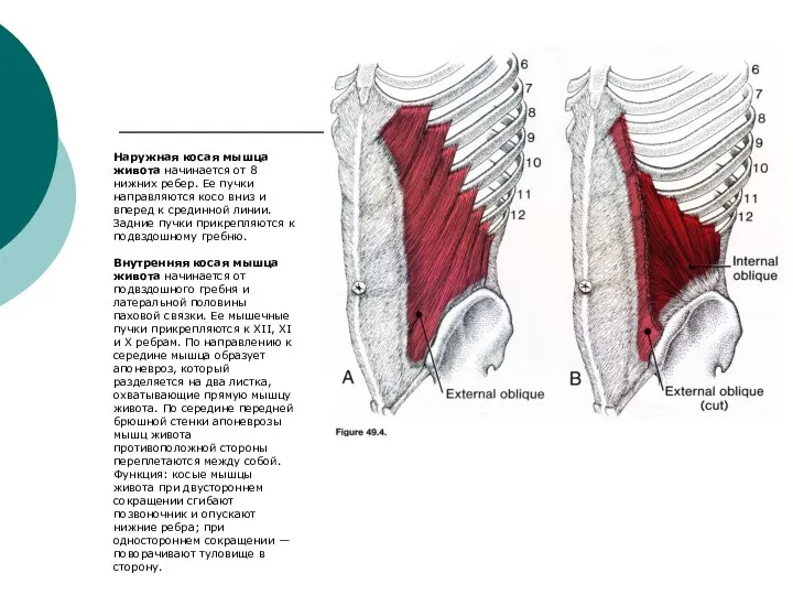 Наружная косая мышца живота начинается от 8 нижних ребер. Ее пучки