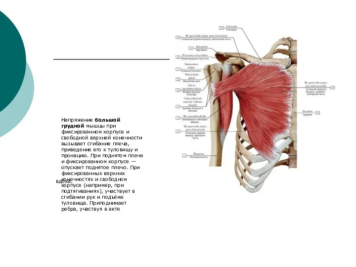 вдоха. Напряжение большой грудной мышцы при фиксированном корпусе и свободной верхней